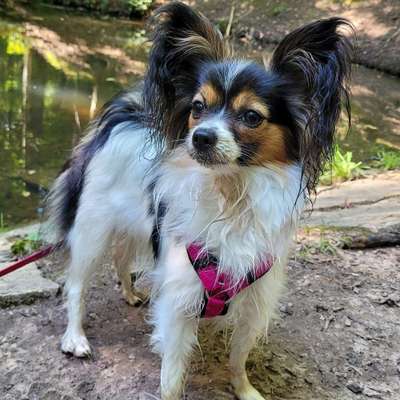 Hundetreffen-Gemeinsamer Spaziergang und Spiel-Bild