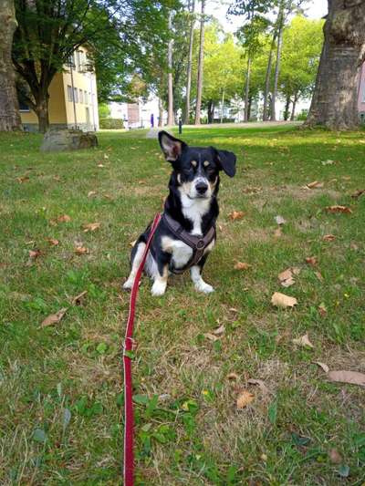 eure Spitznamen für die Vierbeiner-Beitrag-Bild