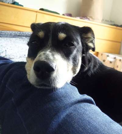 Dackelblick-Beitrag-Bild