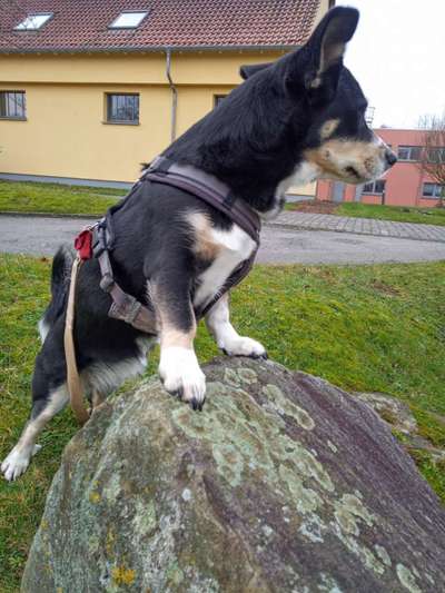 Welpe dicke Gelenke vorne-Beitrag-Bild