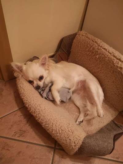 Dogorama Photo Challenge - Be my valentine-Beitrag-Bild