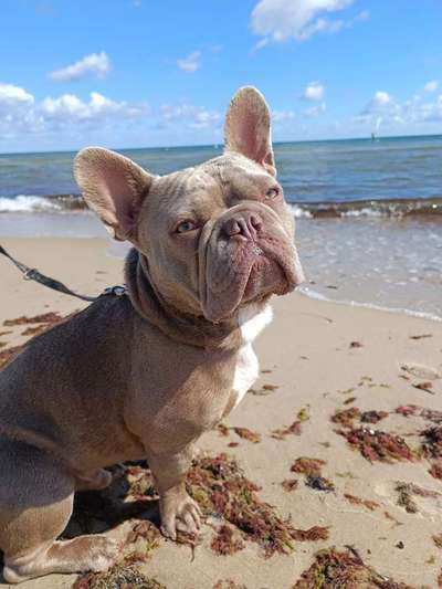 Französische Bulldoggen-Beitrag-Bild