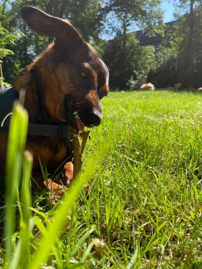 Die Dogorama-Wochen-Challenge "Die schönste Grimasse"-Beitrag-Bild