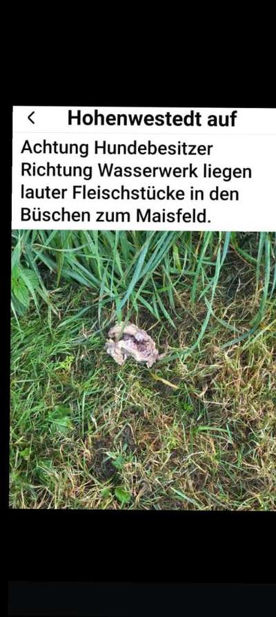 Giftköder-Vermutliche Giftköder!-Bild