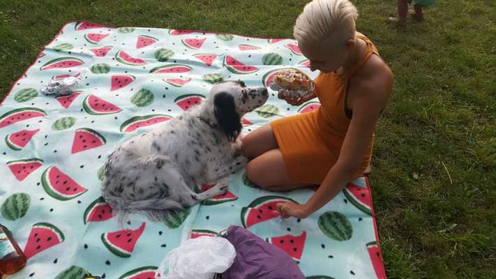 English Setter-Beitrag-Bild