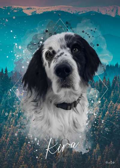 Unsere Fellnasen im Regenbogenland-Beitrag-Bild