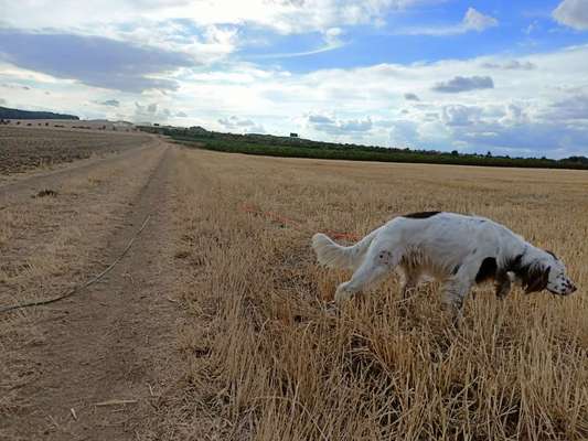 English Setter-Beitrag-Bild