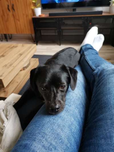 Mischlingshunde Foto Aufruf-Beitrag-Bild