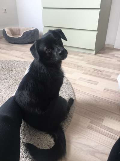 Mischlingshunde Foto Aufruf-Beitrag-Bild