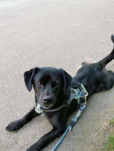 Mischlingshunde Foto Aufruf-Beitrag-Bild