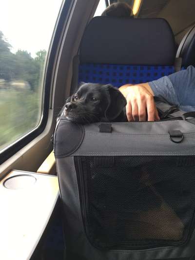 Die Dogorama Wochen Challenge-Beitrag-Bild