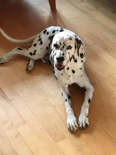 Hund aus dem Spanischen Tierschutz-Beitrag-Bild