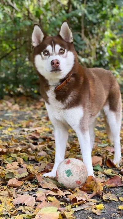 Husky-Beitrag-Bild