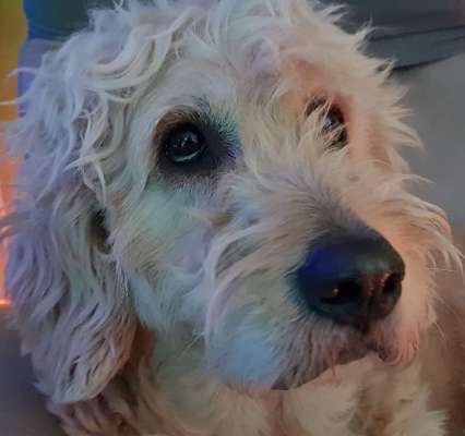 Goldendoodle?-Beitrag-Bild