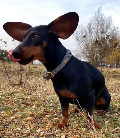 Lustigsten Grimassen von euren Hunden-Beitrag-Bild