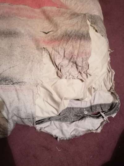 Liebhaber des Deutschen Pinscher gesucht.-Beitrag-Bild