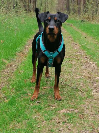 Liebhaber des Deutschen Pinscher gesucht.-Beitrag-Bild