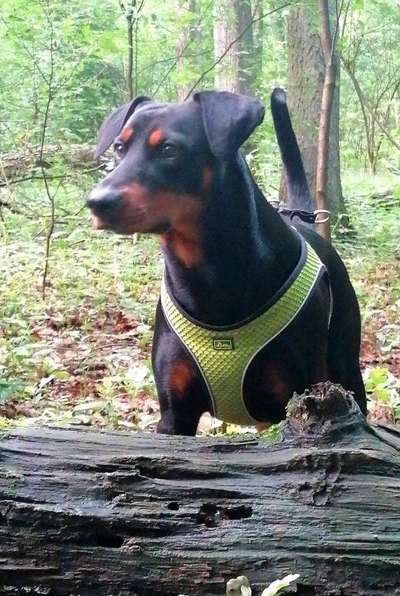 Liebhaber des Deutschen Pinscher gesucht.-Beitrag-Bild