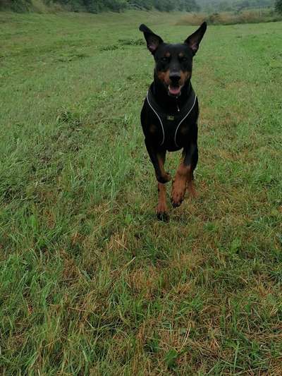 Deutscher Pinscher-Beitrag-Bild