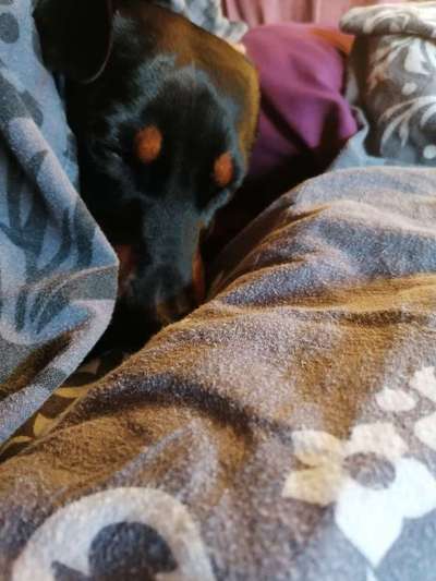 Liebhaber des Deutschen Pinscher gesucht.-Beitrag-Bild