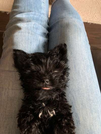 Tongue Out Tuesday-Beitrag-Bild