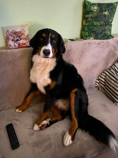 Berner Sennen-Beitrag-Bild