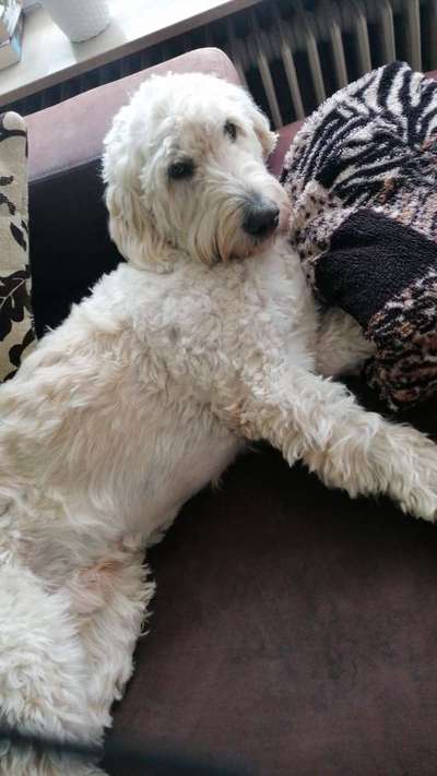 Die Dogorama Kalender Challenge Titelbild-Beitrag-Bild