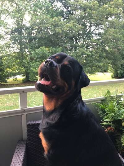 Hundetreffen-Großer Junghund sucht Spielpartner-Bild