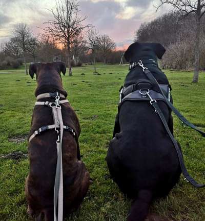 Bester Freund, Hundekumpel - zeigt her!-Beitrag-Bild