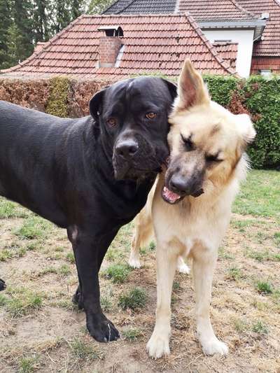 Bester Freund, Hundekumpel - zeigt her!-Beitrag-Bild