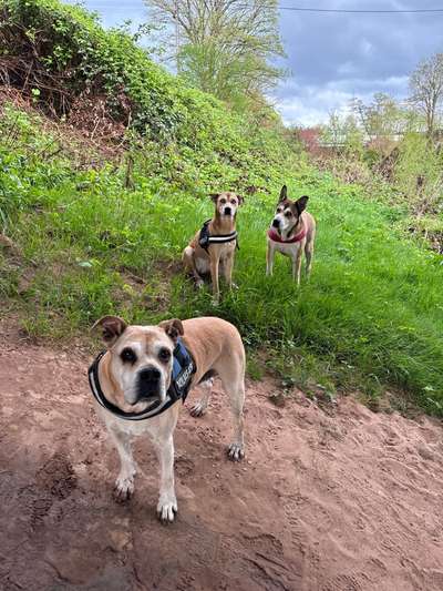 Hundetreffen-Gassirunde mit meinen zwei 🐶🐶&mir🙋‍♂️-Bild