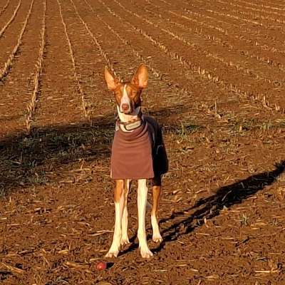 Hundetreffen-Spiel und Flitze-Kamerad-Profilbild