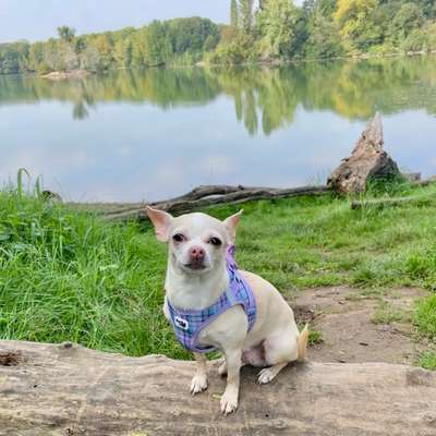 Hundetreffen-Spazieren/Training/Spielen-Bild