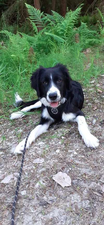 Hundetreffen-Sozialkontakt-Bild