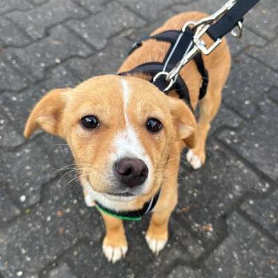 Hundetreffen-Gassi treffen-Bild