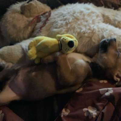 Schlafzimmer Nachts hundefreie Zone?-Beitrag-Bild