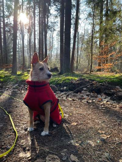 Podenco/Mischlinge hier? :-)-Beitrag-Bild