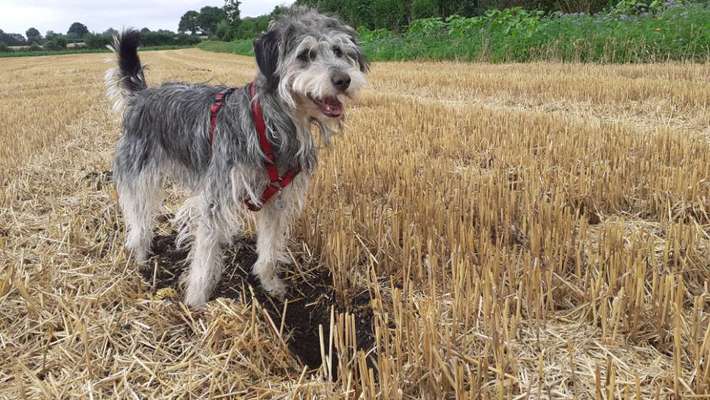 TierschutzhundeStammtisch🐕-Beitrag-Bild