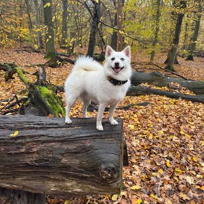 Pomsky-Beitrag-Bild