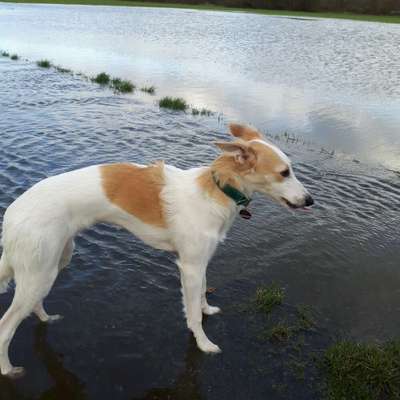 Hundetreffen-Hundespieltreffen und/oder Spaziergang-Bild