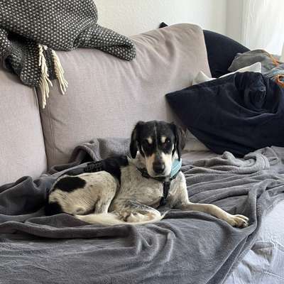 Hundetreffen-Austausch Eingewöhnungszeit Tierschutzhund gesucht-Bild