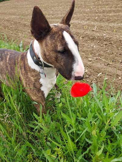 Die Dogorama Monats Challenge "Es grünt und blüht"-Beitrag-Bild