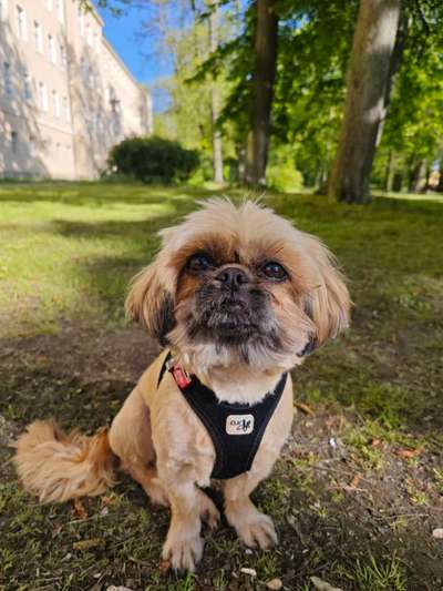 Hundetreffen-Gassi Runde-Bild
