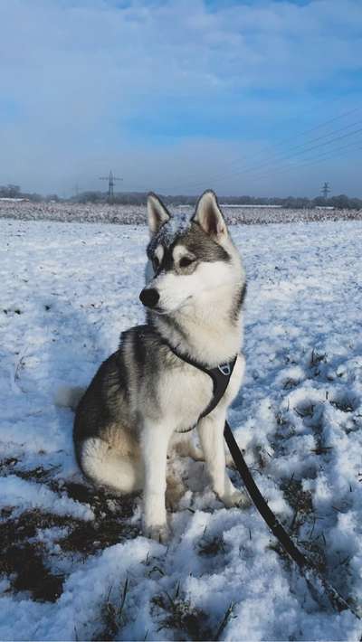 Dogorama Photo Challenge - an der Leine-Beitrag-Bild