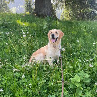 Hundetreffen-Gassirunde mit Leo🐕