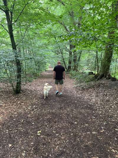 Hundeauslaufgebiet-Heilshorner Wald-Bild