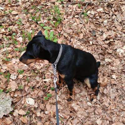 Hundetreffen-Spazieren gehen-Profilbild