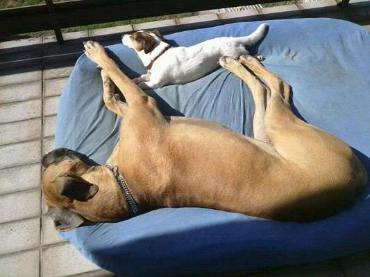 Dogorama Photo Challenge - Gegensätze-Beitrag-Bild