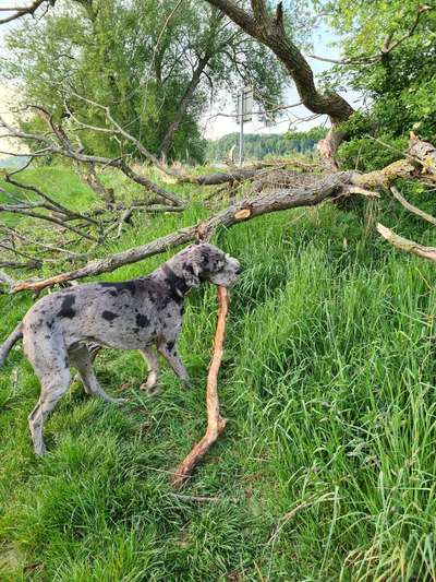 Knüppel aus dem Wald Foto Wettbewerb-Beitrag-Bild