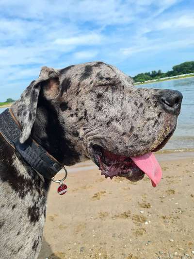 Tongue Out Tuesday-Beitrag-Bild